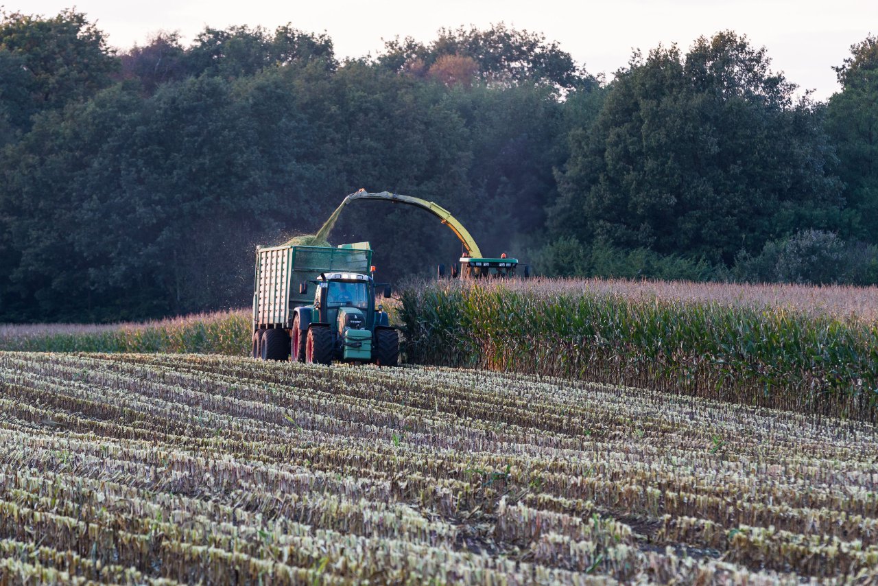 Bild 21 - Maisernte am 11.10.12